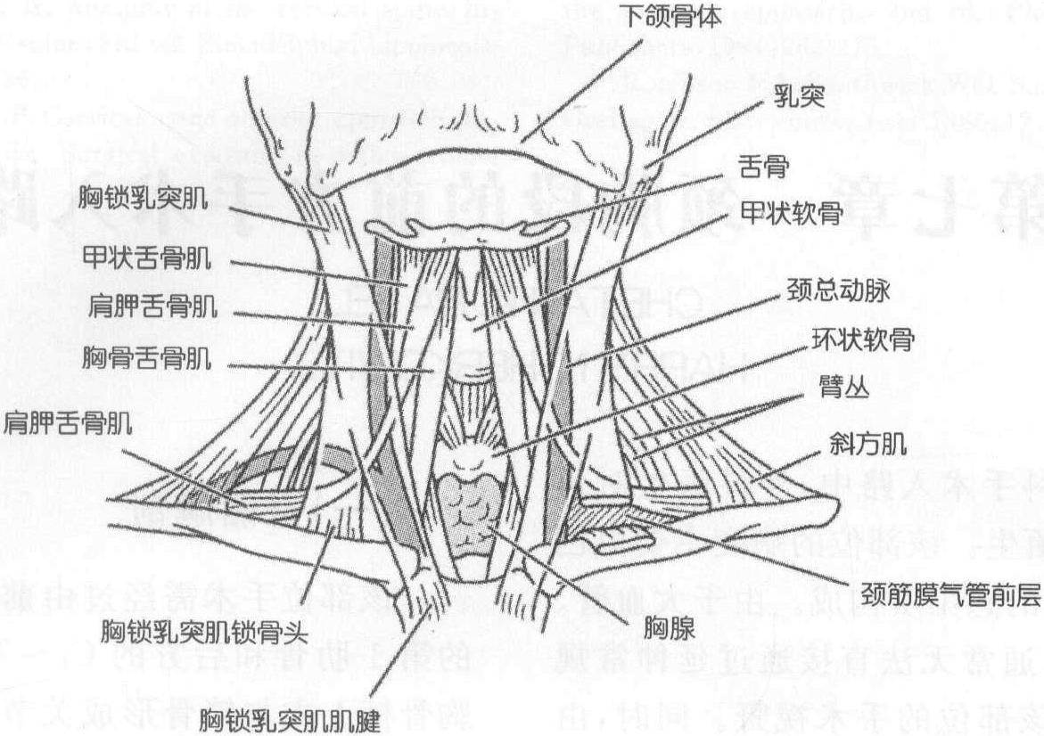 一、解剖概述